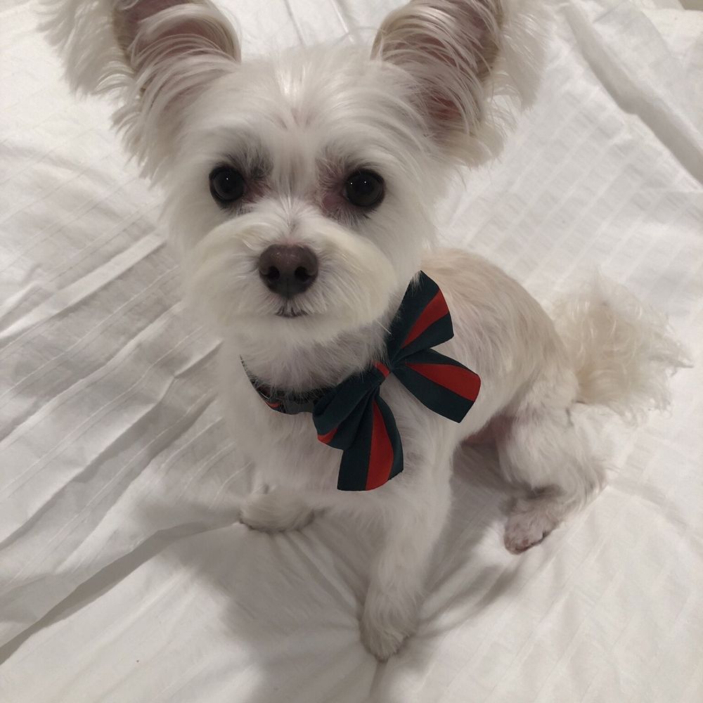 Bath and cut - 4/20/24. Loved it! Bath and cut - 4/20/24. Loved it!