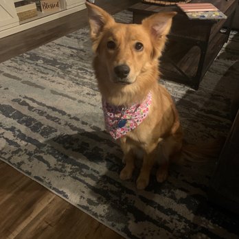 Well Groomed Pets - They even gave her a cute bandana! - Pet Groomers Near Me - Las Vegas, Nevada Well Groomed Pets - They even gave her a cute bandana! - Pet Groomers Near Me - Las Vegas, Nevada
