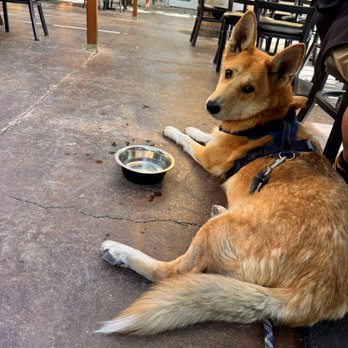 Gilgamesh Brewing - The Campus - Dog Friendly outdoor patio with shade and dog water bowls - Gastropubs Near Me - Salem, Oregon Gilgamesh Brewing - The Campus - Dog Friendly outdoor patio with shade and dog water bowls - Gastropubs Near Me - Salem, Oregon
