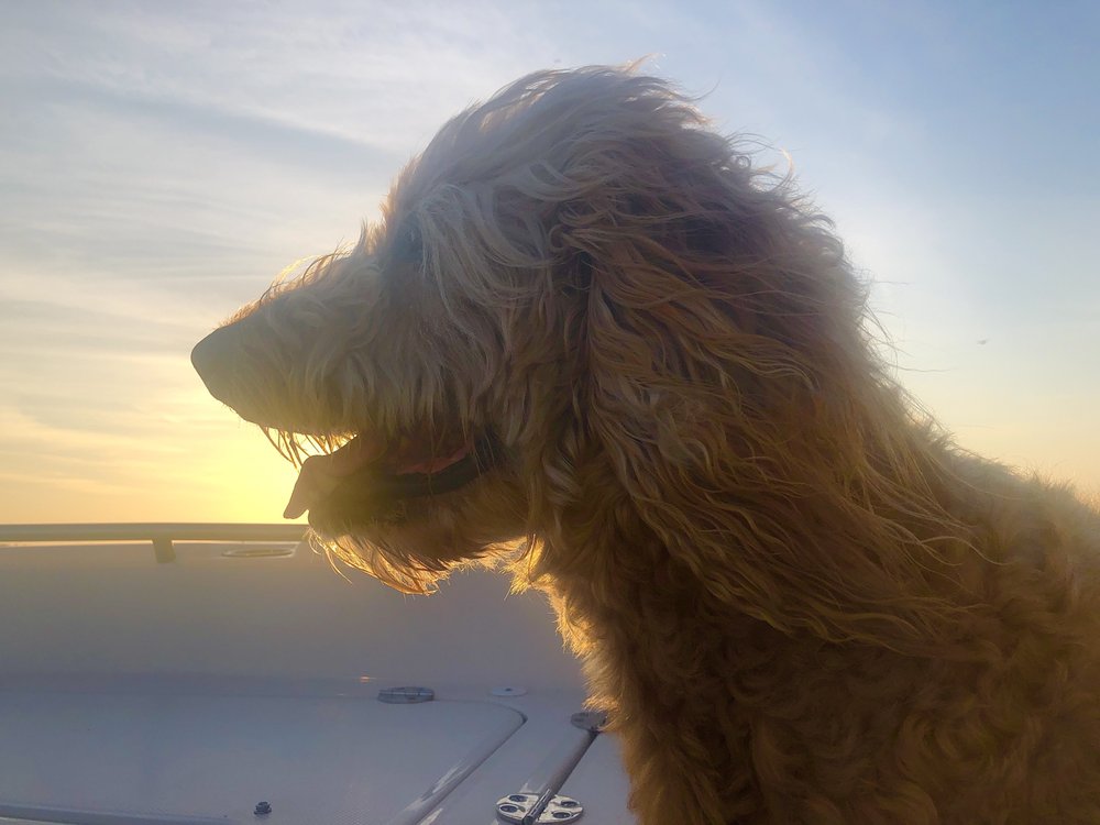 Island Life Animal Hospital Image