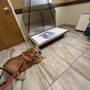 Photo of Animal Hospital of Hasbrouck Heights