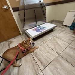 Animal Hospital of Hasbrouck Heights - My baby at her visit