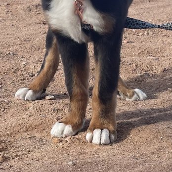 Puppy house - Hind legs pointed outward - Pet Stores Near Me - Washington, Utah Puppy house - Hind legs pointed outward - Pet Stores Near Me - Washington, Utah