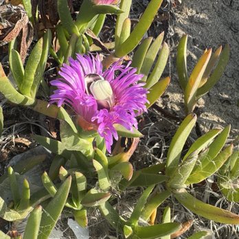 Torrance Beach - Flower at the beach - Beaches Near Me - Torrance, California Torrance Beach - Flower at the beach - Beaches Near Me - Torrance, California