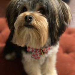 Pampered Paws Pet Grooming - @cannoli_the_k9