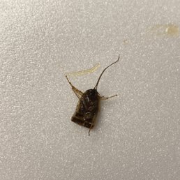 BUG IN MY FOOD