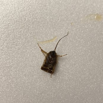 Fuji Restaurant - BUG IN MY FOOD - Sushi Bars Near Me - Big Bear Lake, California
