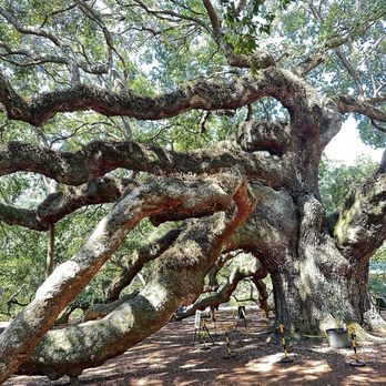 Angel Oak - Parks Near Me - Johns Island, South Carolina Angel Oak - Parks Near Me - Johns Island, South Carolina