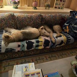 Fancy Paws - The satisfied customers