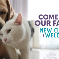 Little Paws Animal Clinic