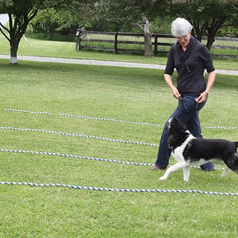 Joyful Dog LLC - Pet Training Near Me Joyful Dog LLC - Pet Training Near Me