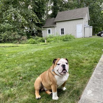Dogspeak - Pet Training Near Me