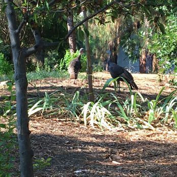 Covell Park - Turkeys on the run - Parks Near Me - Davis, California
