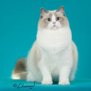 Cajun Ragdolls - Texas Ragdoll with success meet CFA & TICA Grand Champion Cajun Ragdolls Poppy - Pet Breeders Near Me - Magnolia, Texas Cajun Ragdolls - Texas Ragdoll with success meet CFA & TICA Grand Champion Cajun Ragdolls Poppy - Pet Breeders Near Me - Magnolia, Texas