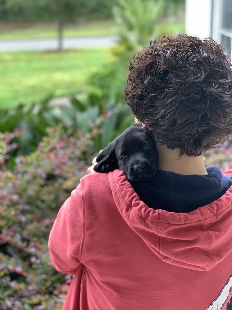 ISLAND LABRADORS Request Information 28 Photos Brunswick,