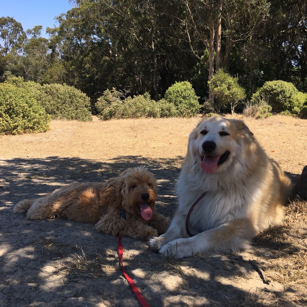 Golden Dog - Dog Walkers Near Me Golden Dog - Dog Walkers Near Me