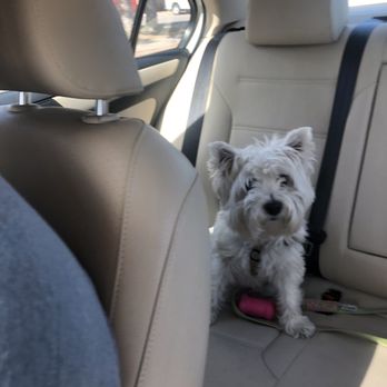 Dog Lovers Grooming - Before her transformation with her amazing groomer at Dog Lover. - Pet Groomers Near Me - El Paso, Texas