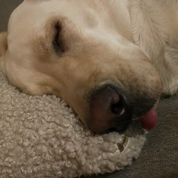 Doggy Daze - Pet Groomers Near Me - Phoenix, Arizona Doggy Daze - Pet Groomers Near Me - Phoenix, Arizona