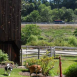 The Kennel