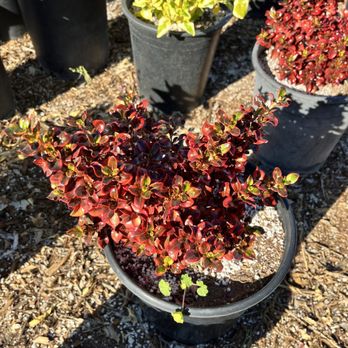 Classic Nursery - Nurseries & Gardening Near Me - Tarzana, California Classic Nursery - Nurseries & Gardening Near Me - Tarzana, California