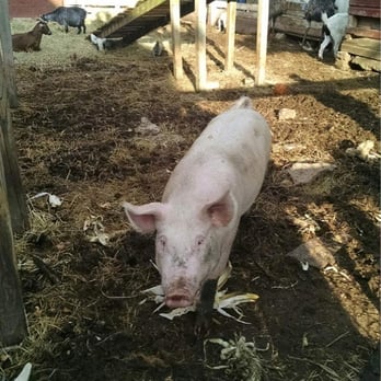 Schaefer Farms - Farmers Market Near Me - Flemington, New Jersey