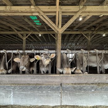 Shelburne Farms - Shelburne Farms' Feeding Time for its Cows - Farms Near Me - Shelburne, Vermont Shelburne Farms - Shelburne Farms' Feeding Time for its Cows - Farms Near Me - Shelburne, Vermont