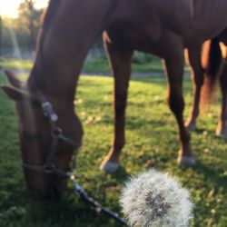 Foxcreek Stable