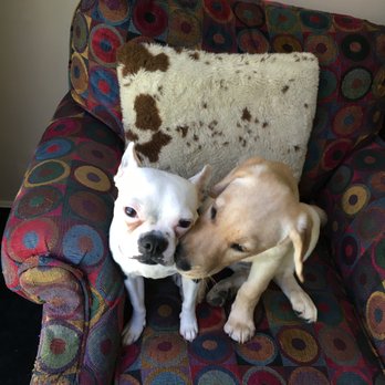 Big Sky Dog Training - Hannah (R), Petunia (L), our three-year-old Boston. Not only did Montana help raise Petunia,but also gave us tips on interactions between. - Pet Training Near Me - Wonder Lake, Illinois Big Sky Dog Training - Hannah (R), Petunia (L), our three-year-old Boston. Not only did Montana help raise Petunia,but also gave us tips on interactions between. - Pet Training Near Me - Wonder Lake, Illinois