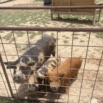 Mini Moos Coffee & Farmstand - Coffee & Tea Near Me - Belton, Texas Mini Moos Coffee & Farmstand - Coffee & Tea Near Me - Belton, Texas