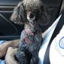 Photo of Arbor Hills Veterinary