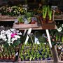 Photo of Absolute Flowers & Home