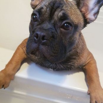 Amberlea Animal Hospital - Benny our baby ! - Veterinarians Near Me - Pickering, Ontario Amberlea Animal Hospital - Benny our baby ! - Veterinarians Near Me - Pickering, Ontario