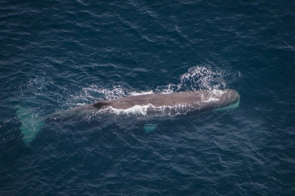 Wings Over Whales | Kaikoura Whale Watching by null