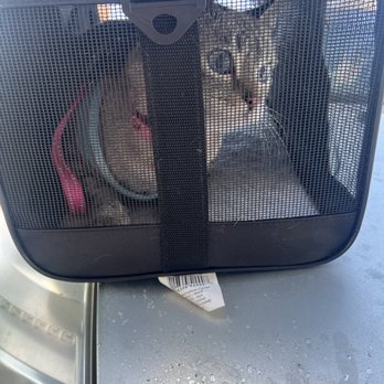 Cactus Pet Hospital - Veterinarians Near Me - Las Vegas, Nevada