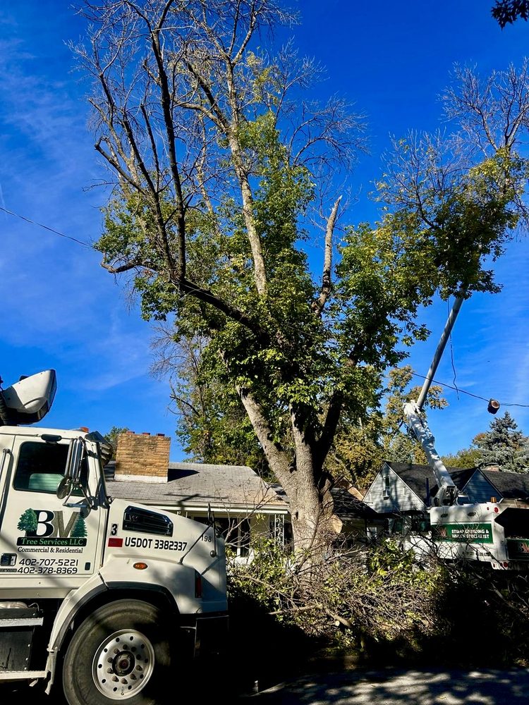 BM Tree Services - tree service in Omaha, NE