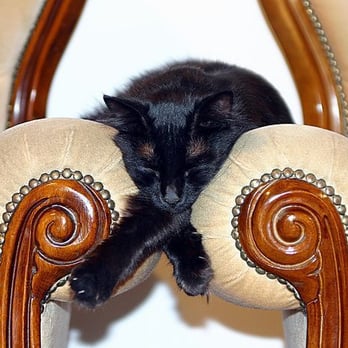 North Shore Pet Sitters - Pet Sitting Near Me - Chicago, Illinois North Shore Pet Sitters - Pet Sitting Near Me - Chicago, Illinois
