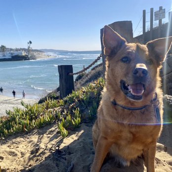 Veterinary Emergency Group - My dog, Apache, feeling great after receiving exceptional care from Dr. Danica Kim and the whole team at VEG in Encinitas - Emergency Pet Hospital Near Me - Encinitas, California