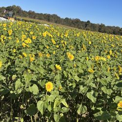 Armstrong Artisan Farm