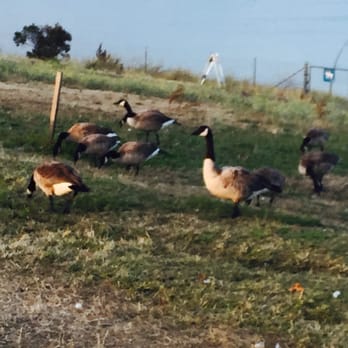 Quarry Lakes - Big birds :P - Parks Near Me - Fremont, California
