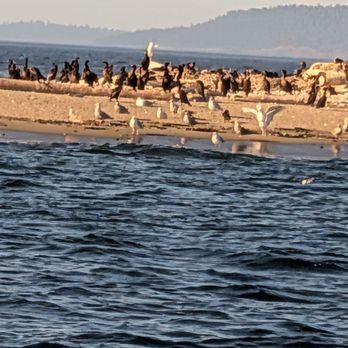 Deception Pass Tours - Minor Island sea lions and birds, white heron in there too! - Whale Watching Tours Near Me - Anacortes, Washington Deception Pass Tours - Minor Island sea lions and birds, white heron in there too! - Whale Watching Tours Near Me - Anacortes, Washington