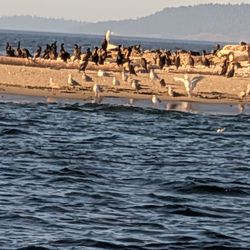 Minor Island sea lions and birds, white heron in there too!