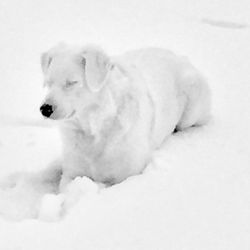 Canine Wellness Colorado - Lily McKay lounging in the Colorado snow!