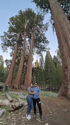 Giant Forest Museum by null