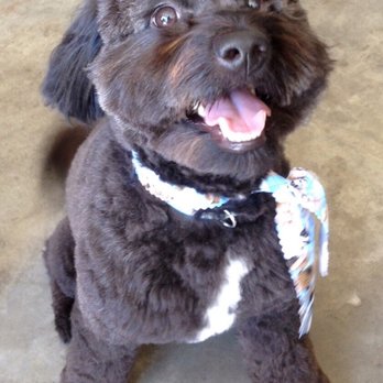 Spa 4 Paws - Pet Groomers Near Me - Stockton, California