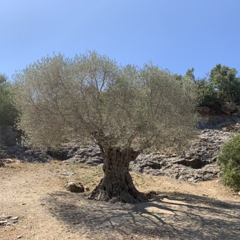 Pont du Gard - 1,100 Year Old Olive Tree - Landmarks & Historical Buildings Near Me - Vers-Pont-du-Gard, 30