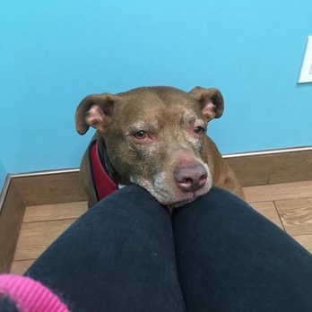 Carnegie Hill Veterinarians - Veterinarians Near Me - New York, New York Carnegie Hill Veterinarians - Veterinarians Near Me - New York, New York