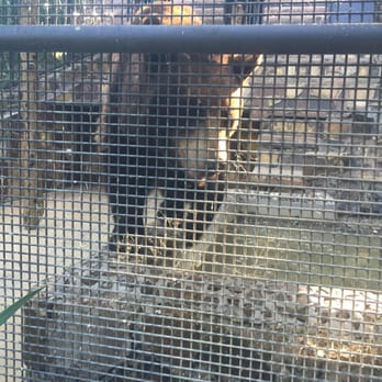Frank Buck Zoo - Bear - Zoos Near Me - Gainesville, Texas