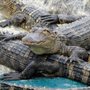 Photo of Alligator Alley