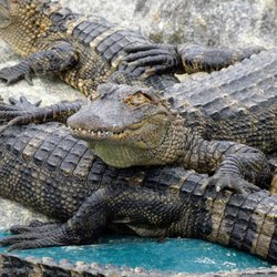 Alligator Alley - Look at me!
