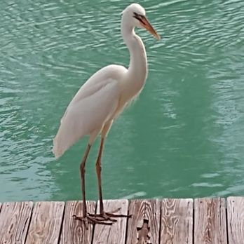 Hawks Cay Resort - Resorts Near Me - Duck Key, Florida Hawks Cay Resort - Resorts Near Me - Duck Key, Florida